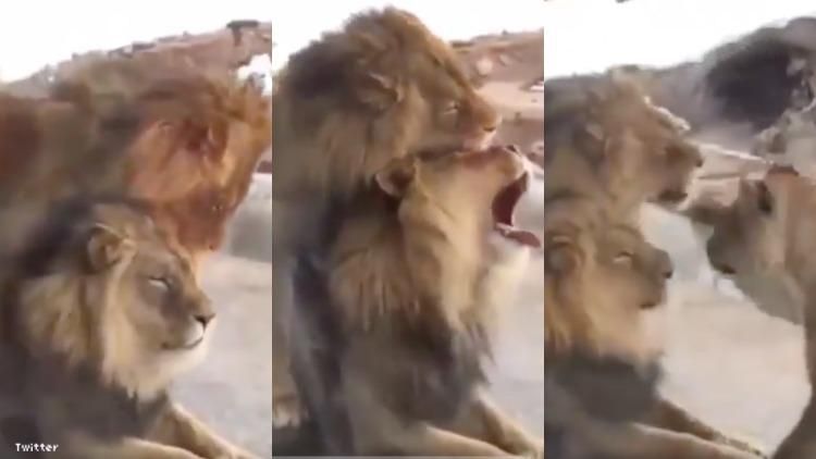 Pictures of lions having sex