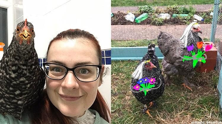 Amanda Burton realized her new chickens (named Domino and Michelle Obrahma) are lesbians