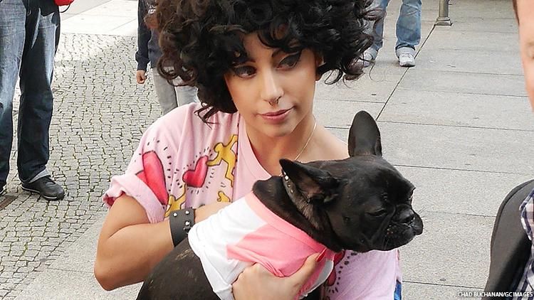 Reward Offered For Suspect In Lady Gaga's Dog Walker Shooting - Vimarsana News