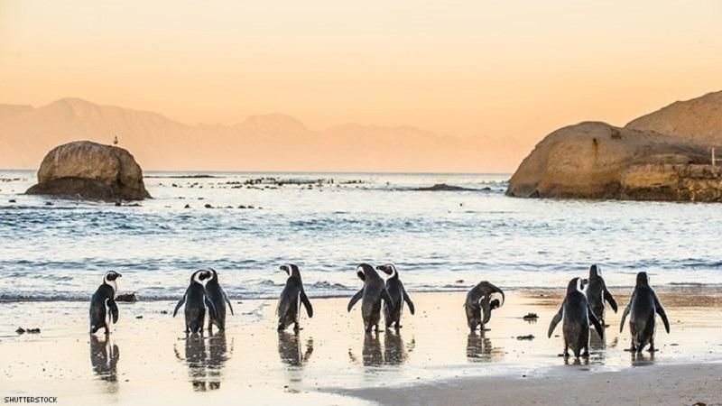 South Africa penguins