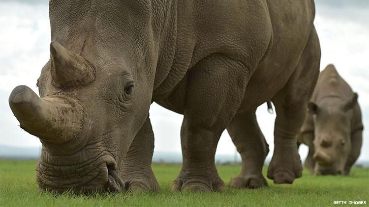 The Last Two White Rhinos Could Save Their Subspecies — Without Males