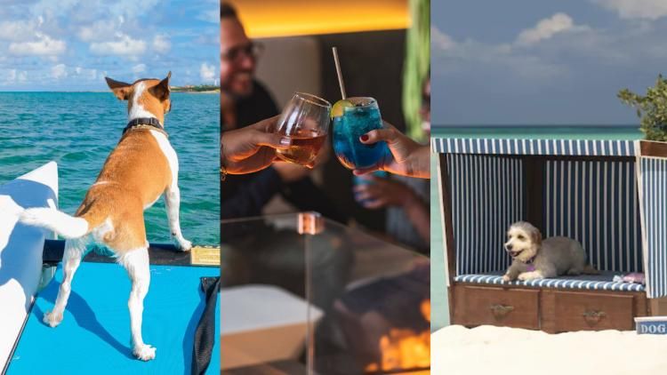 Bring Your Best Friend to Aruba At These Six Dog-Friendly Hotels