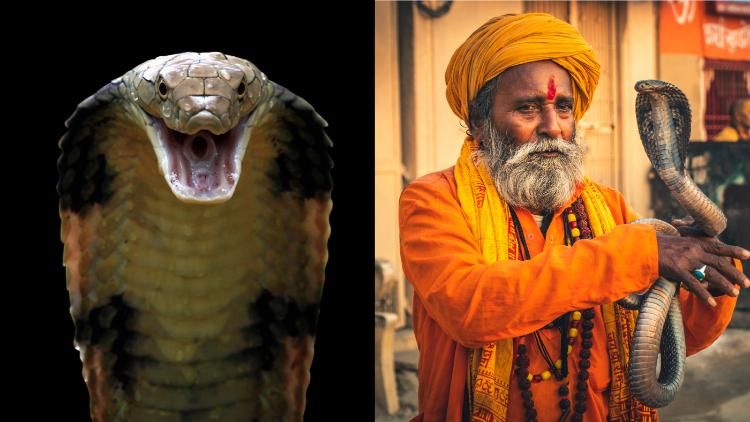 Here’s What To Do If You’re Bit By a Cobra