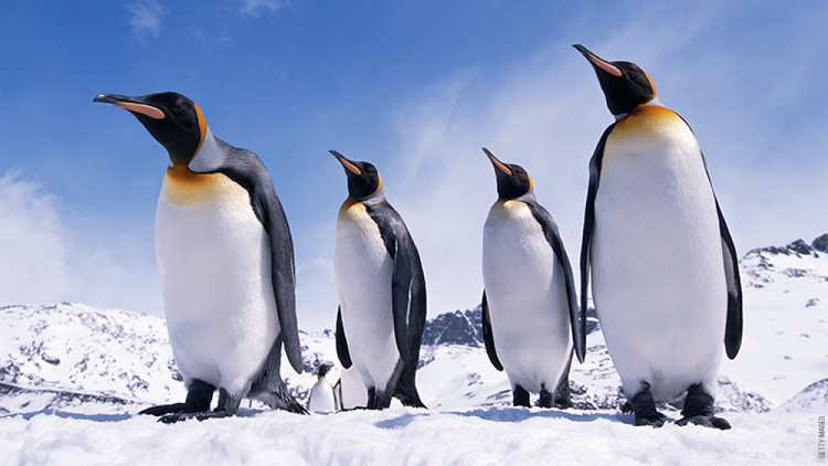 penguins_getty_750x422.png